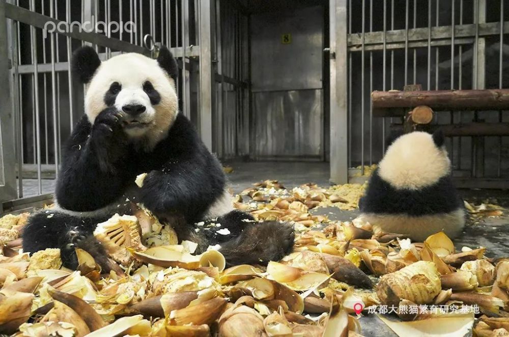 大熊猫吃下午茶尽显优雅,大熊猫下午茶时光展现优雅风采