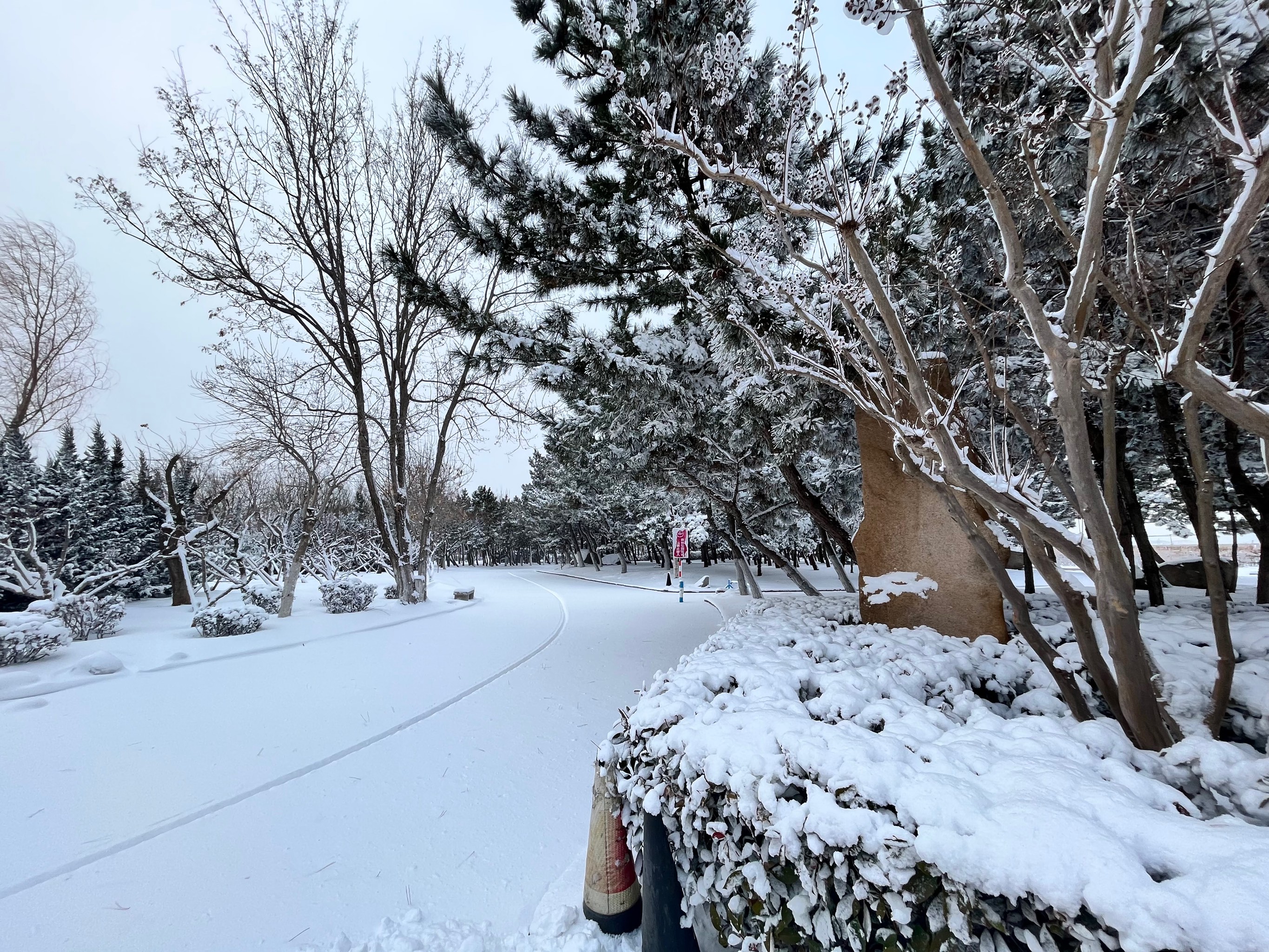 今冬烟台第一场雪来啦,烟台迎来冬季首场雪景