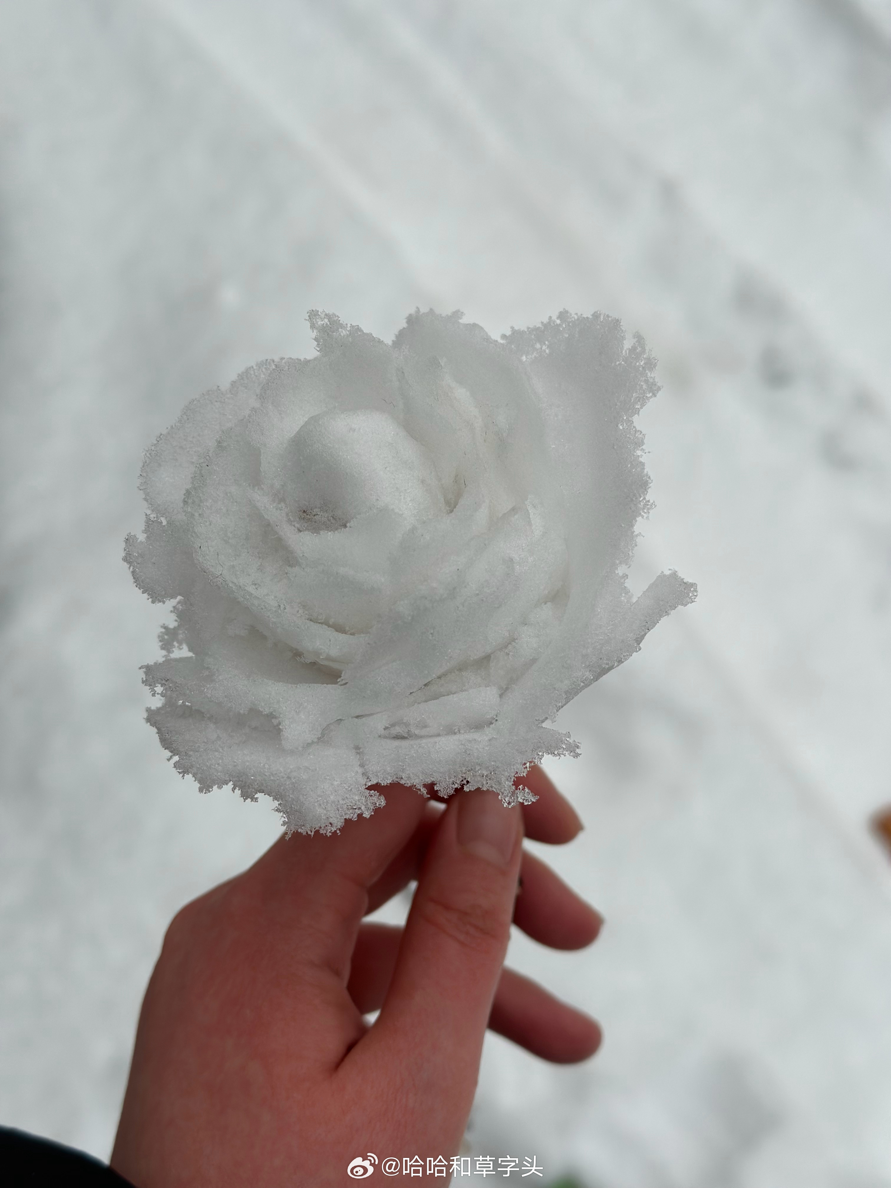 今年冬天的第一朵雪玫瑰,冬日初绽的雪中玫瑰