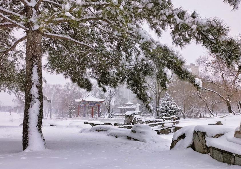 黑龙江鹤岗的雪好大啊,鹤岗雪景壮观，雪花漫天飞舞