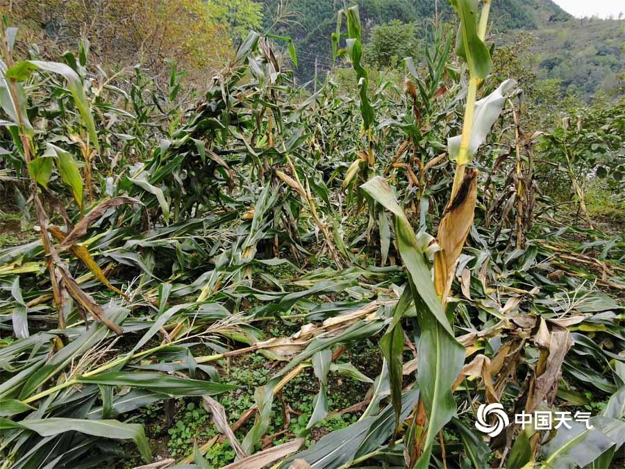 甘肃暴雨最新新闻,甘肃强降雨最新动态