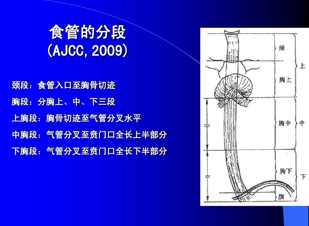 食管最新分段标准2017,2017版食管分段新标准解读